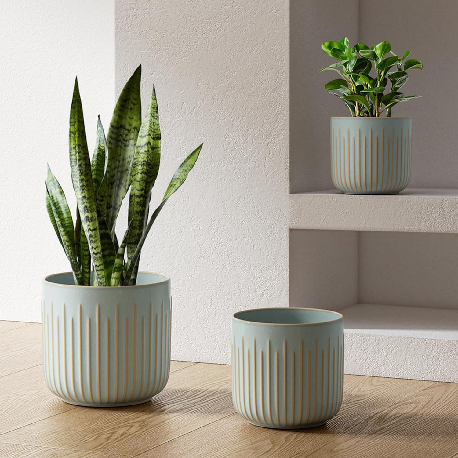 plant img